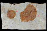 Two Fossil Leaves ( Zizyphoides And Davidia) - Montana #120833-2